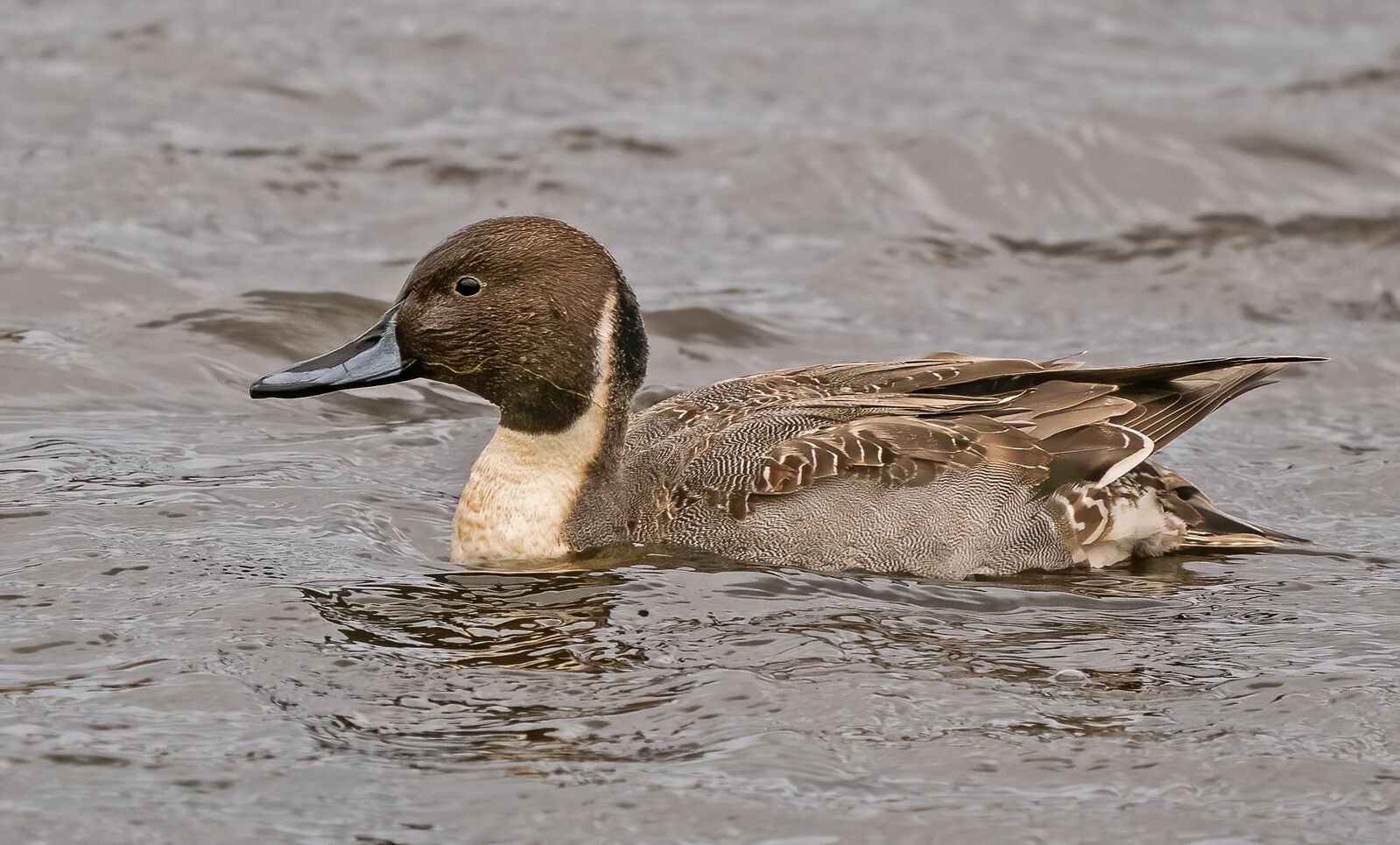 Pintail -  Claire Mare [CLA]  -  15/12/2022  -  ©  Rockdweller