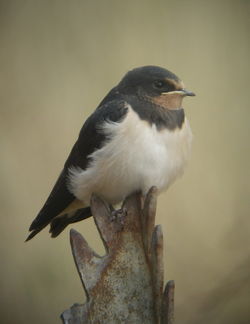 Swallow photographed at Fort Hommet on 9/8/2009. Photo: © Mark Guppy