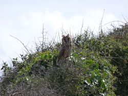 Long-eared Owl photographed at Pleinmont on 29/8/2009. Photo: © julian medland