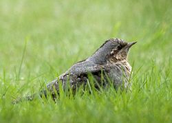Wryneck photographed at Upland Road on 27/9/2009. Photo: © Rod Ferbrache