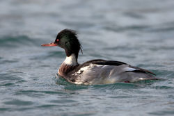 Red-breasted Merganser photographed at St Peter Port Harbour on 29/11/2009. Photo: © Phil Alexander
