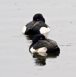 Tufted Duck photographed at Reservoir on 4/12/2009. Photo: © Phil Alexander