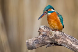 Kingfisher photographed at Grand Pré on 12/12/2009. Photo: © Paul Hillion
