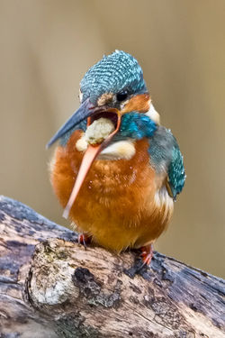 Kingfisher photographed at Grand Pré on 13/12/2009. Photo: © Paul Hillion
