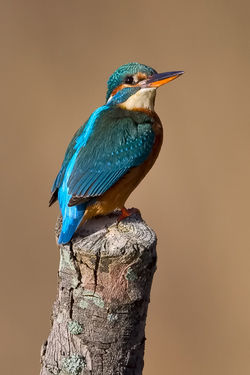 Kingfisher photographed at Grand Pré on 19/12/2009. Photo: © Paul Hillion