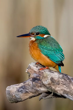 Kingfisher photographed at Grand Pré on 19/12/2009. Photo: © Paul Hillion