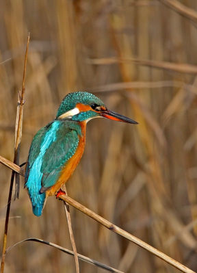 Kingfisher photographed at Grand Pré on 12/12/2009. Photo: © Chris Bale