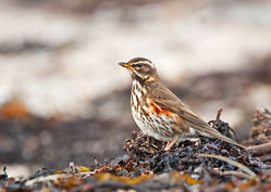 Redwing photographed at Grandes Havres on 7/1/2010. Photo: © Barry Wells