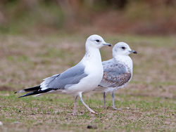 Common Gull photographed at Airport [AIR] on 24/1/2010. Photo: © Barry Wells