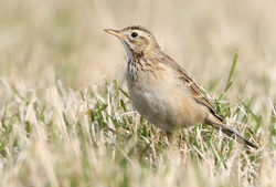 Richard's Pipit photographed at Pulias on 17/3/2010. Photo: © Chris Bale