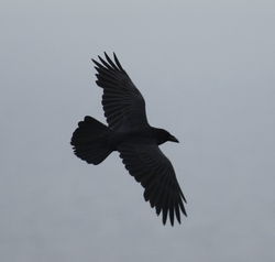 Raven photographed at Pleinmont [PLE] on 25/4/2010. Photo: © Paul Bretel