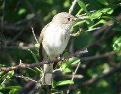 Spotted Flycatcher photographed at Pleinmont [PLE] on 27/5/2010. Photo: © Mark Guppy