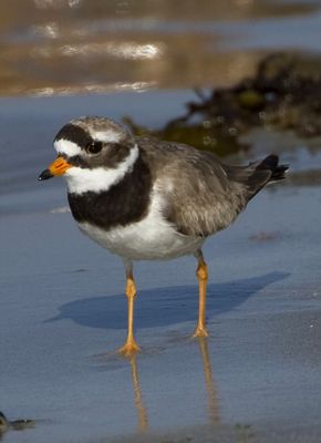 Ringed Plover photographed at Vazon [VAZ] on 28/6/2010. Photo: © Mike Cunningham