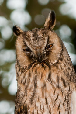 Long-eared Owl photographed at Chouet [CHO] on 26/7/2010. Photo: © Rod Ferbrache