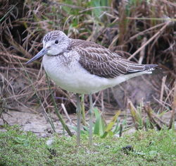 Greenshank photographed at Rue des Bergers [BER] on 20/8/2010. Photo: © Mark Guppy