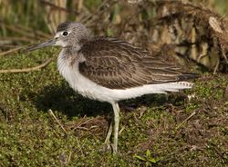 Greenshank photographed at Rue des Bergers [BER] on 24/8/2010. Photo: © Mike Cunningham