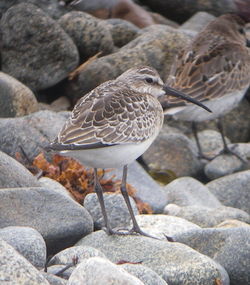 Curlew Sandpiper photographed at Pulias [PUL] on 11/9/2010. Photo: © Mark Guppy