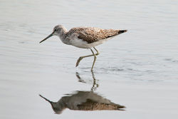 Greenshank photographed at Claire Mare [CLA] on 19/9/2010. Photo: © Rod Ferbrache