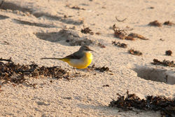 Grey Wagtail photographed at Pulias [PUL] on 7/11/2010. Photo: © Rod Ferbrache