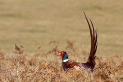 Pheasant photographed at Herm [HER] on 23/3/2011. Photo: © Rod Ferbrache