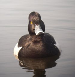 Tufted Duck photographed at Reservoir on 27/3/2011. Photo: © Mark Guppy