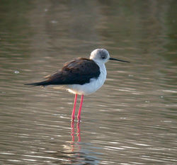 Black-winged Stilt photographed at Claire Mare [CLA] on 10/4/2011. Photo: © Mark Lawlor
