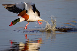 Shelduck photographed at Claire Mare [CLA] on 10/4/2011. Photo: © steve levrier