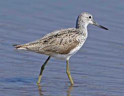 Greenshank photographed at Claire Mare [CLA] on 18/4/2011. Photo: © Mike Cunningham