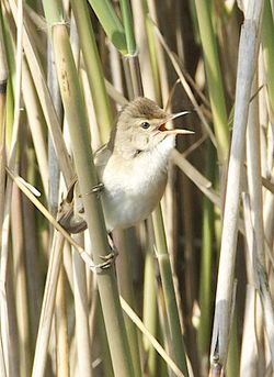 Reed Warbler photographed at Grands Marais/Pre [PRE] on 24/4/2011. Photo: © Royston Carré