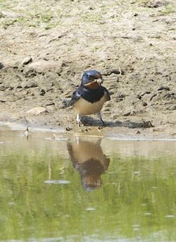 Swallow photographed at Colin Best NR [CNR] on 25/4/2011. Photo: © Royston Carré