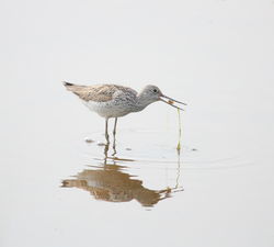 Greenshank photographed at Claire Mare [CLA] on 6/5/2011. Photo: © Adrian Gidney