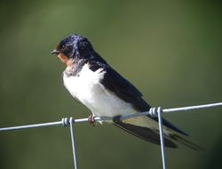 Swallow photographed at Reservoir [RES] on 26/6/2011. Photo: © Mark Guppy