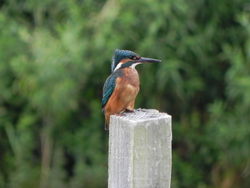 Kingfisher photographed at Rue des Bergers on 10/7/2011. Photo: © Tony Bisson