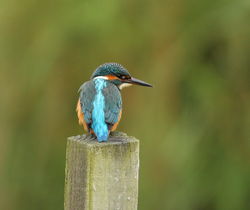 Kingfisher photographed at Rue des Bergers [BER] on 20/7/2011. Photo: © Adrian Gidney