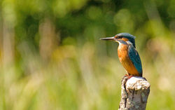 Kingfisher photographed at Grands Marais/Pre [PRE] on 22/7/2011. Photo: © Anthony Loaring