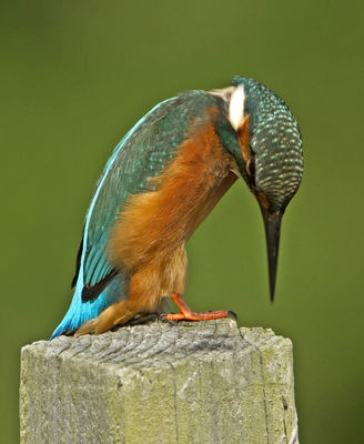 Kingfisher photographed at Rue des Bergers [BER] on 23/7/2011. Photo: © Mike Cunningham