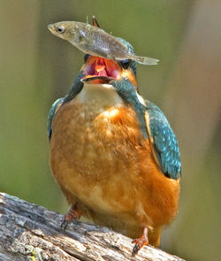 Kingfisher photographed at Grands Marais/Pre [PRE] on 29/7/2011. Photo: © Mike Cunningham