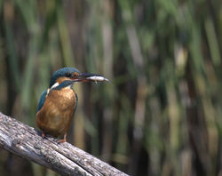 Kingfisher photographed at Grands Marais/Pre [PRE] on 30/7/2011. Photo: © Paul Bretel