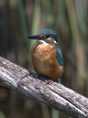 Kingfisher photographed at Grands Marais/Pre [PRE] on 30/7/2011. Photo: © Paul Bretel