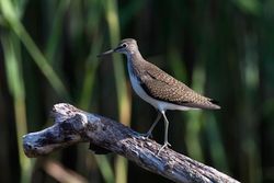Green Sandpiper photographed at Grands Marais/Pre [PRE] on 30/7/2011. Photo: © Vic Froome