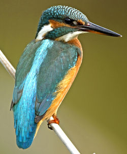 Kingfisher photographed at Grands Marais/Pre [PRE] on 1/8/2011. Photo: © Mike Cunningham
