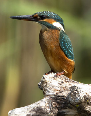Kingfisher photographed at Grands Marais/Pre [PRE] on 3/8/2011. Photo: © Mike Cunningham