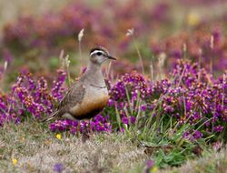 Dotterel photographed at Pleinmont [PLE] on 13/8/2011. Photo: © Vic Froome