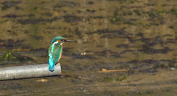 Kingfisher photographed at Vale Pond [VAL] on 15/9/2011. Photo: © Anthony Loaring