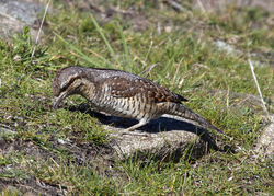 Wryneck photographed at Pulias [PUL] on 28/9/2011. Photo: © Cindy  Carre