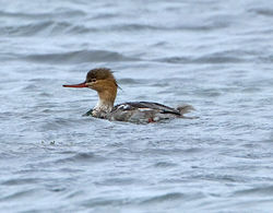 Red-breasted Merganser photographed at Vazon [VAZ] on 5/10/2011. Photo: © Mike Cunningham
