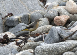 Grey Wagtail photographed at Pulias [PUL] on 16/10/2011. Photo: © Cindy  Carre