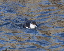 Razorbill photographed at St Sampson's Harbour [STS] on 2/1/2012. Photo: © Cindy  Carre