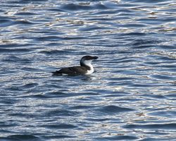 Razorbill photographed at St Sampson's Harbour [STS] on 2/1/2012. Photo: © Cindy  Carre