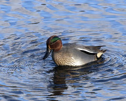 Teal photographed at Vale Pond [VAL] on 23/1/2012. Photo: © Cindy  Carre